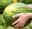 Jak na obří melouny: V jejich pěstování pomůže popel a droždí