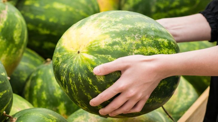 Jak na obří melouny: V jejich pěstování pomůže popel a droždí