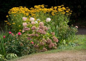Netýkavka a zlatobýl: Mít na zahradě tyto rostliny je risk, hrozí pokuta