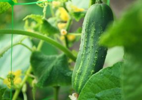 Červencové hnojivo pro okurky: Obří úrodu zařídí popel i slunečnice