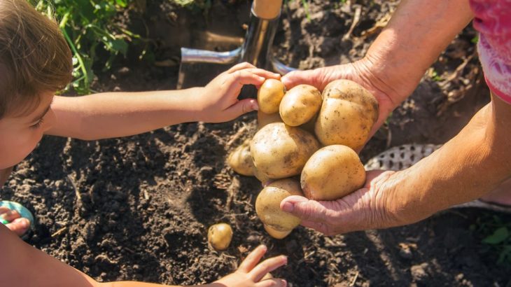 Už žádné mytí brambor po sklizni: Celá úroda skončí kvůli hnilobě