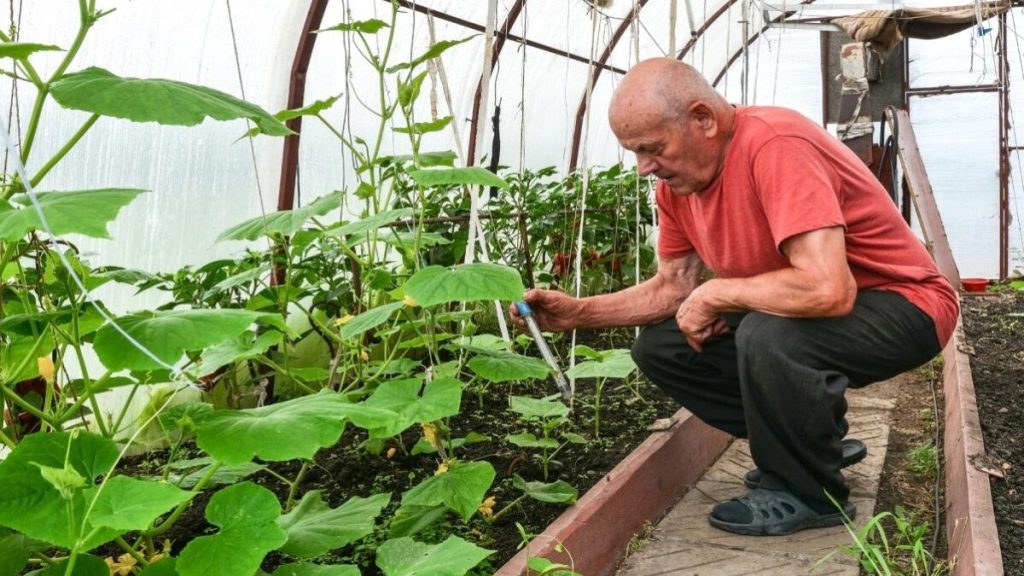 Ideální zálivka pro okurky: Perfektní úrodu zařídí popel či hnůj