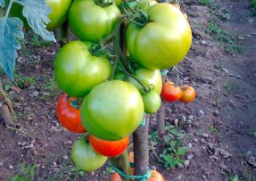 Jak zařídit, aby zelená rajčata zčervenala co nejdříve: Pomůže manganistan