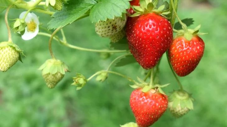 Proč prořezávat listy jahod: Snadno se tak zařídí kvalitní úroda