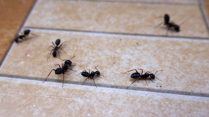 Už žádní mravenci na vaší zahradě, vyžene je obyčejná mouka