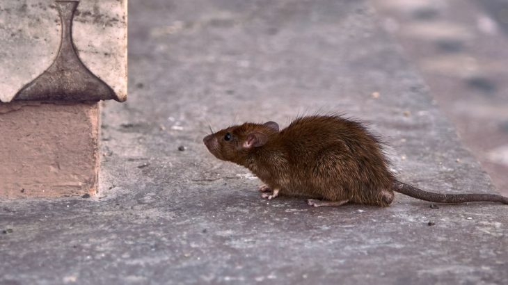 Už žádní hlodavci na zahradě, nesnesou zápach fermentovaných vršků rajčat