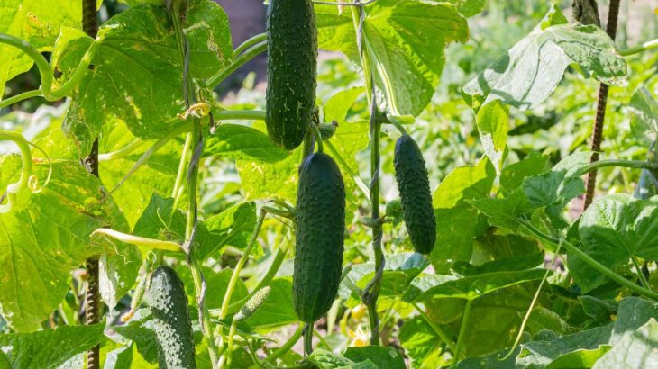 Babiččin recept na obří okurky: Popel s manganistanem draselným pomůže