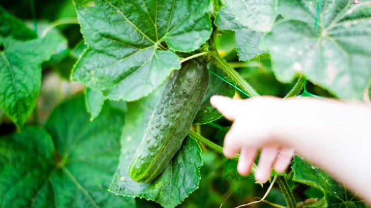 Jak letos na největší okurky: Skvělým pomocníkem je kyselina