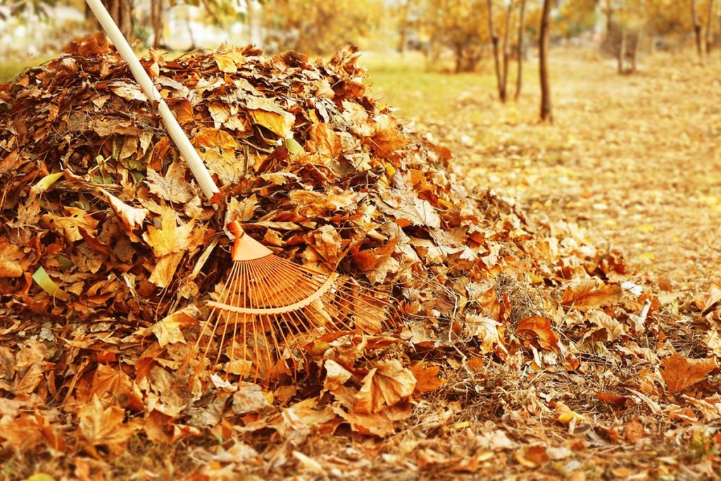 Shrabat listí ze zahrady je kravina: Funguje jako mulč, vyživí půdu a chrání