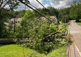 Až 100 000 Kč pokuta za strom na zahradě: Stačí, aby jeho větve přesahovaly