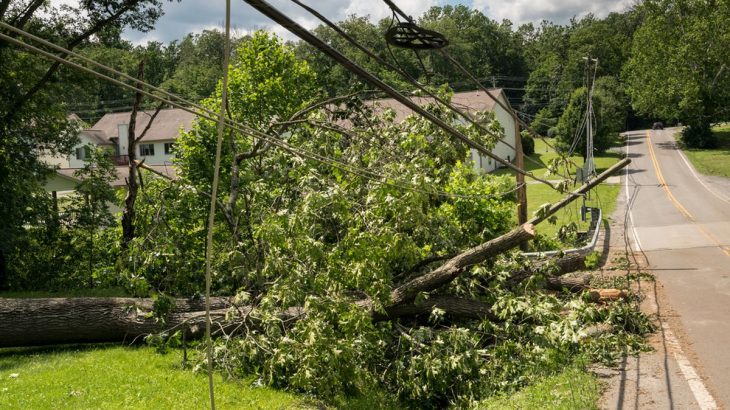 Až 100 000 Kč pokuta za strom na zahradě: Stačí, aby jeho větve přesahovaly