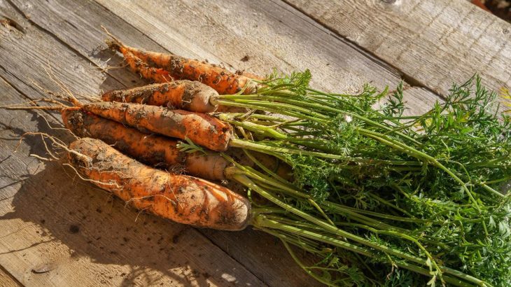 Jak na skladování mrkve: Vydrží čerstvá do jara, pomůže k tomu sáček