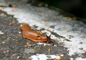 Šneci i slimáci opustí zahradu: Účinným pomocníkem jsou vaječné skořápky