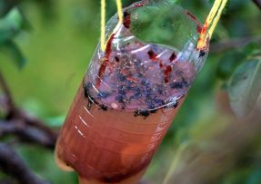 Babské rady na odehnání vos: Skvěle funguje ocet, máta a levandule