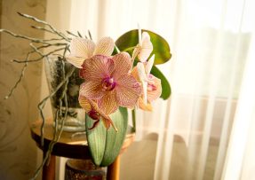 Pěstování orchideje ve vodě: Má mnoho výhod, hlavně ji nemusíte zalévat