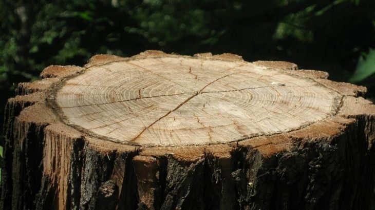 Pařez zmizí jako pára nad hrncem, chce to jen epsomskou sůl a mycelium