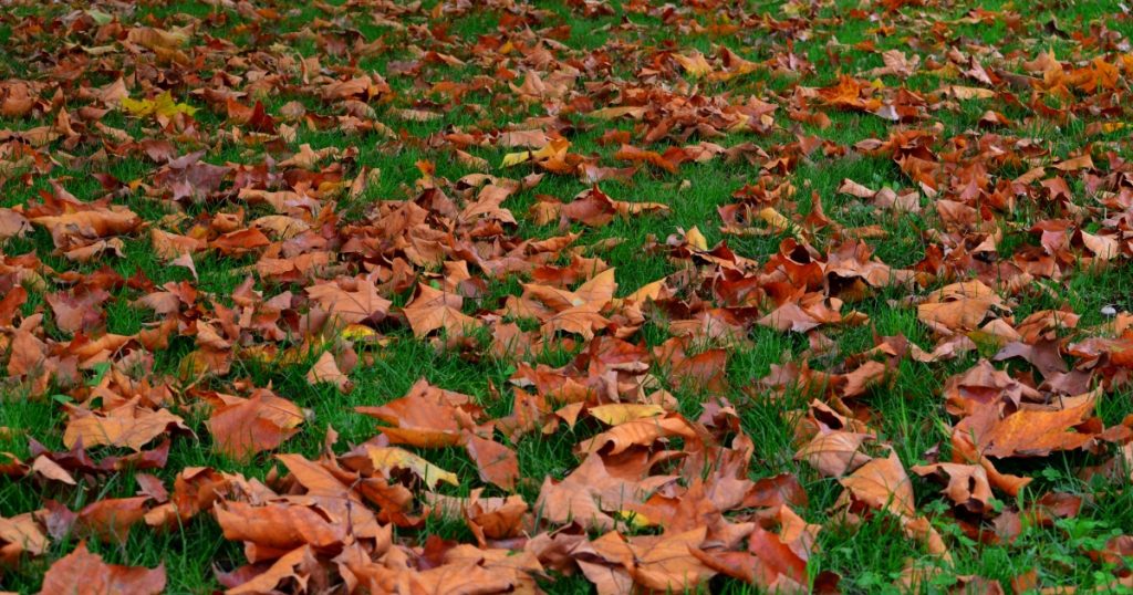 Spadané listí nevyhazujte, na zahradě nahradí náklaďák hnoje