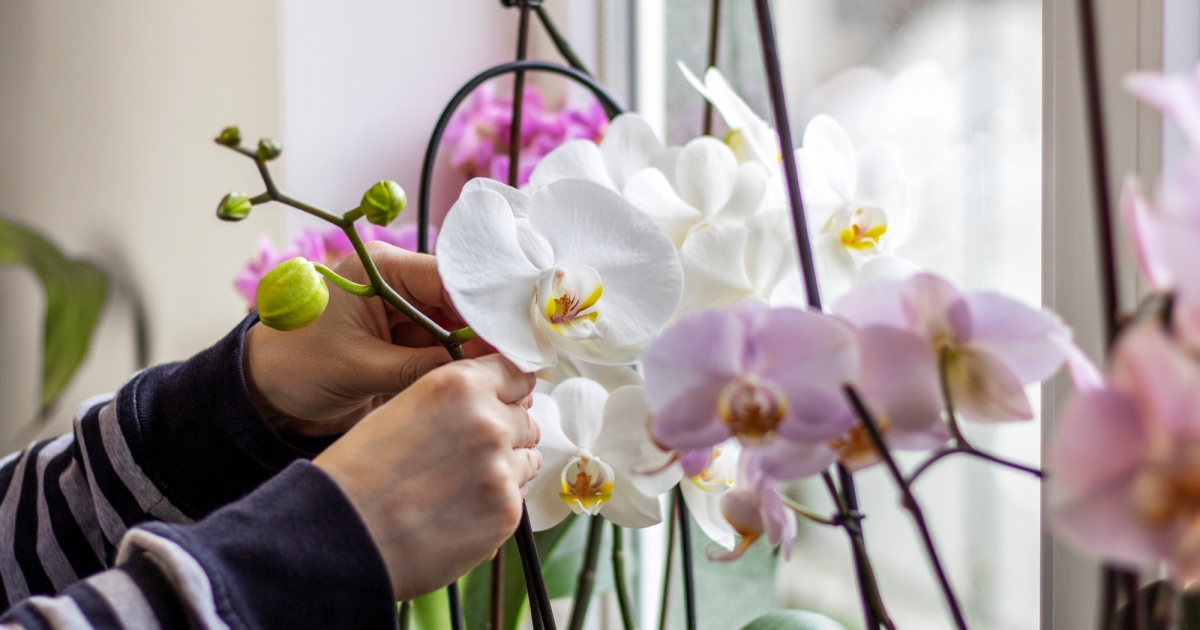 Díky hnojivu ze spíže orchideje pokvetou po celý rok. Poslouží i rýžová voda a čajové sáčky