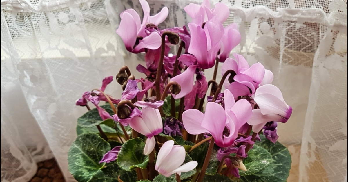 Tajemství bramboříků: Jak se těšit z živých květů po celý podzim a zimu