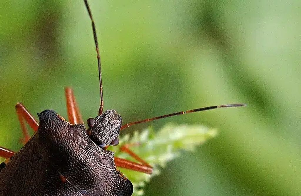 Rozlučte se s americkou vroubenkou: Osvědčené metody ochrany vašeho domu a zahrady
