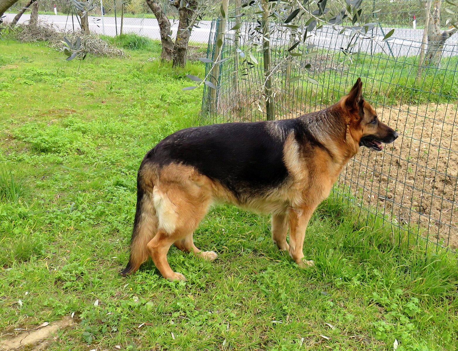 Kvíz: Poznáte plemena psů podle krátké nápovědy? Až 98 % Čechů se splete