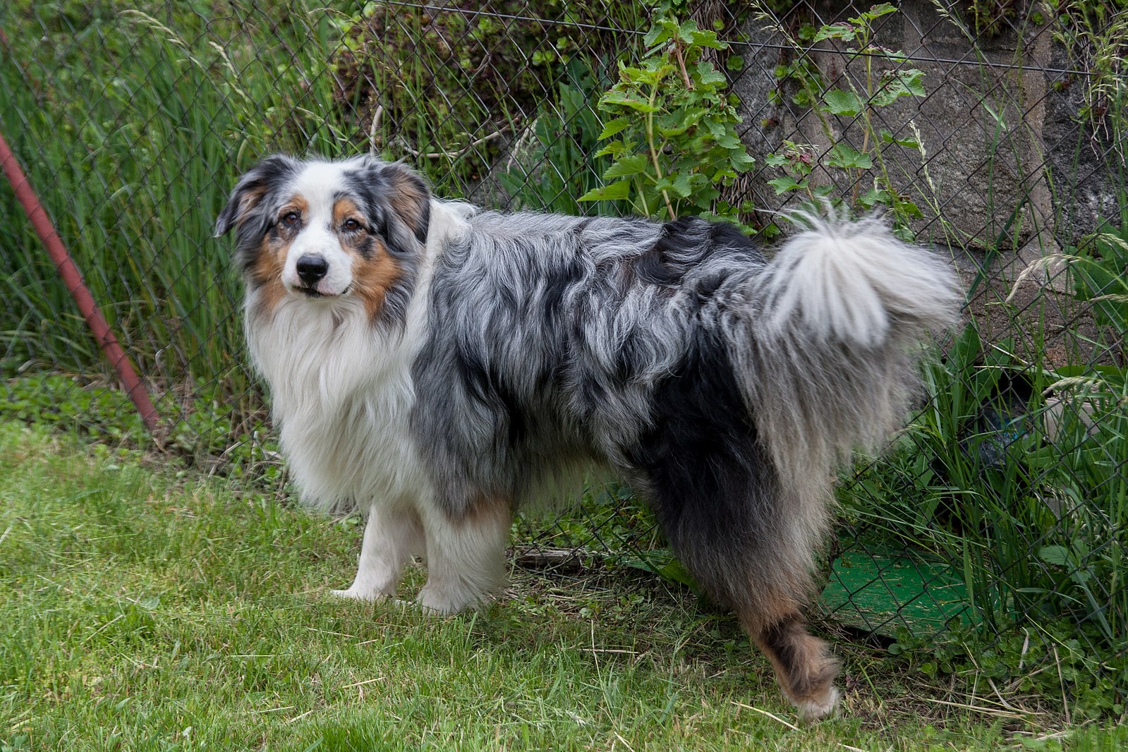 Kvíz: Jak dobře znáte svého psa a jeho potřeby? Správné odpovědi dá jen hrstka páníčků