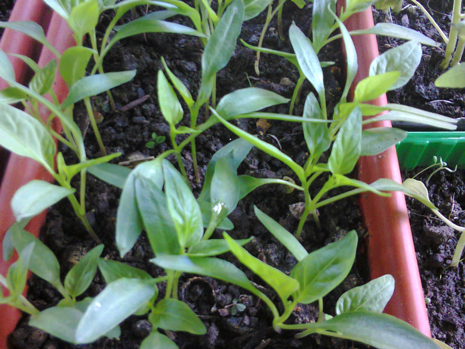 Papriky vrací chyby rychleji než většina plodin a zkušení to nepodceňují. Troufnete si zjistit, jak byste dopadli vy?