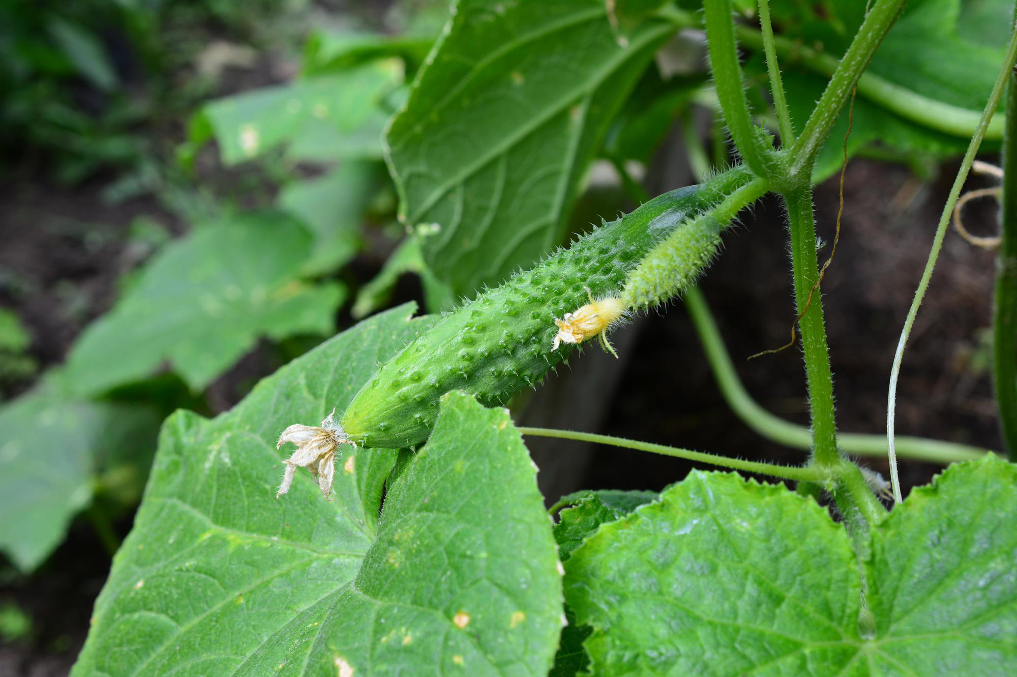 Dědeček pěstoval okurky bez chyby a věděl přesně proč. Zjistěte, jestli jeho znalosti máte i vy, nebo za chyby zaplatíte celou úrodou