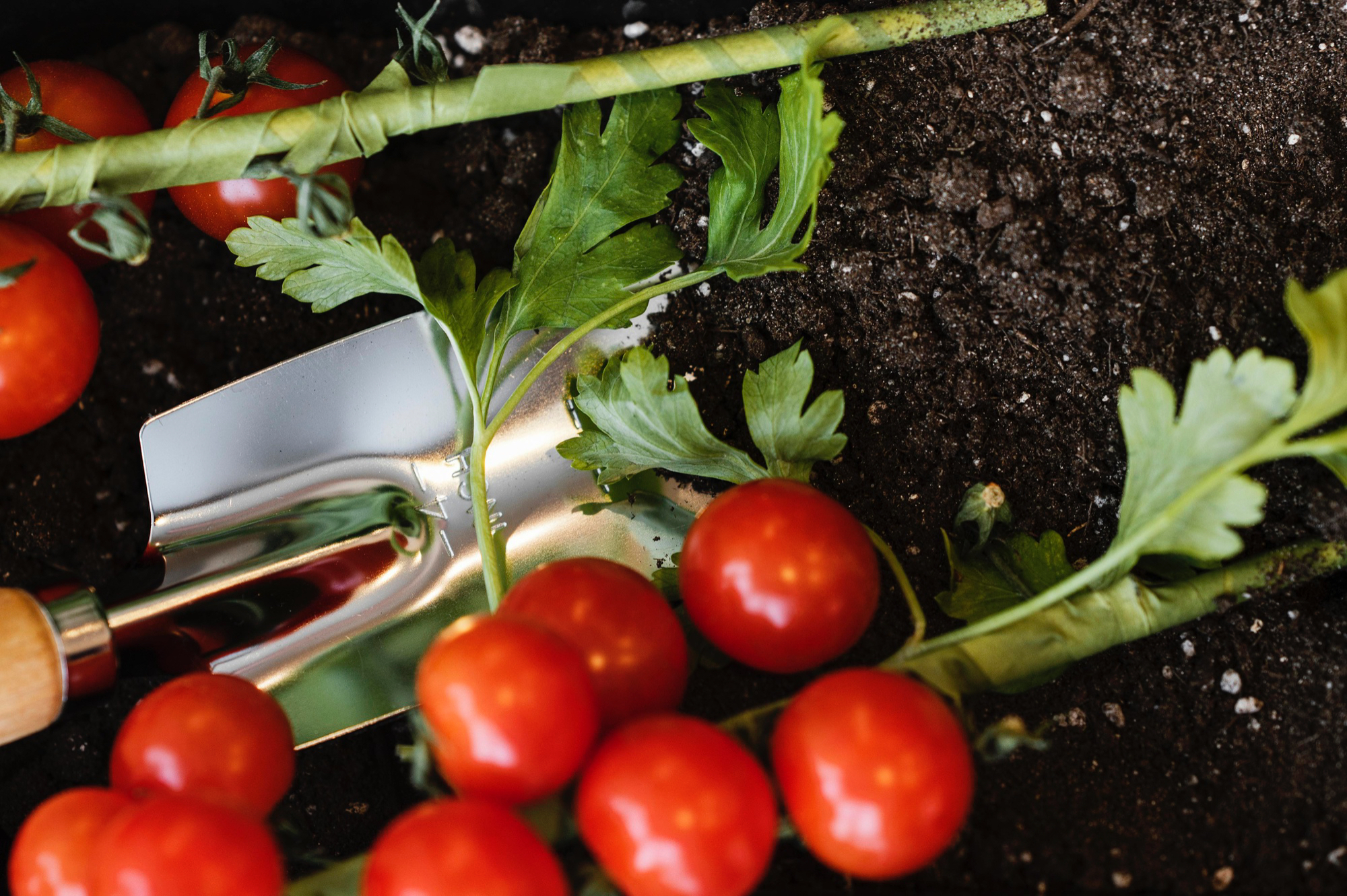 Chyby u rajčat na začátku se nezapomínají. Kdo zvládne plný počet správných kroků, sklízí víc než 9 z 10 zahrádkářů