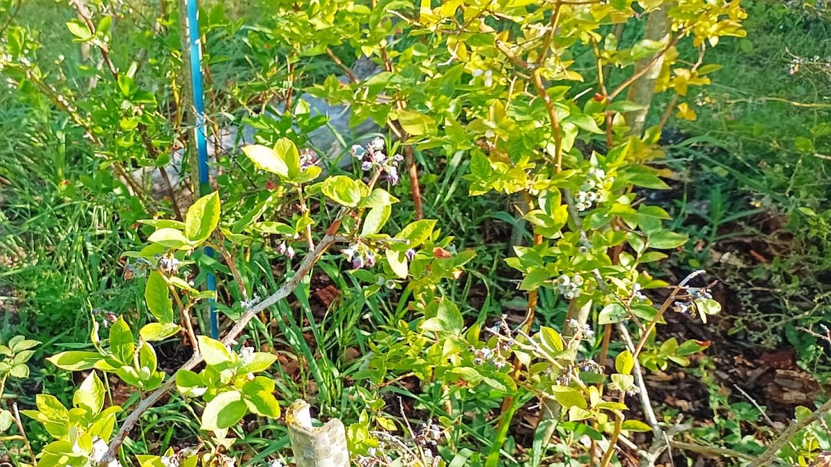 Borůvky neplodí, i když je zaléváte? Kanadské odrůdy často trpí špatnou půdou, ocet umí pomoct bez drahého hnojiva