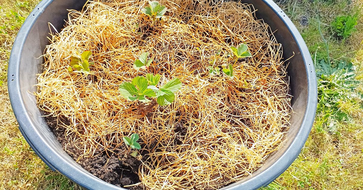 Škůdce si na zahradu často zveme sami. Jedna nenápadná chyba u záhonů jim připraví podmínky k množení