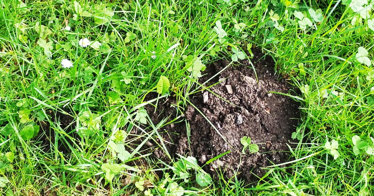 Zahradníci proti krtkům zkouší vodu i pasti. Účinnější jsou ryby nebo citrusové slupky