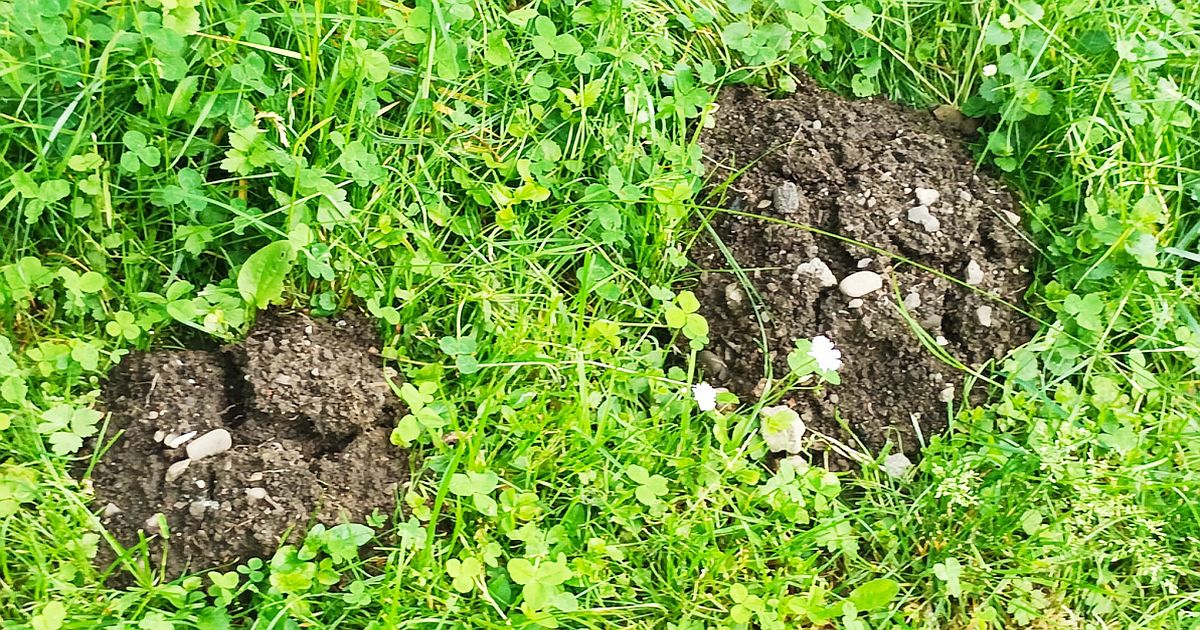 Čtyři budíky zakopané v zemi vyženou krtky z celé zahrady. Stačí nastavit různé časy a zvířata se zblázní z hluku