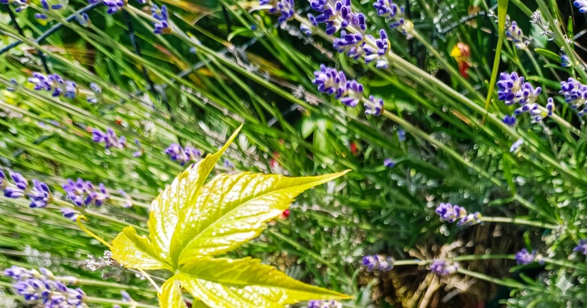 Jedna chyba při jarním stříhání levandule dokáže zničit keř na několik let. Klíčové je nepřestřihnout do zdřevnatělé části