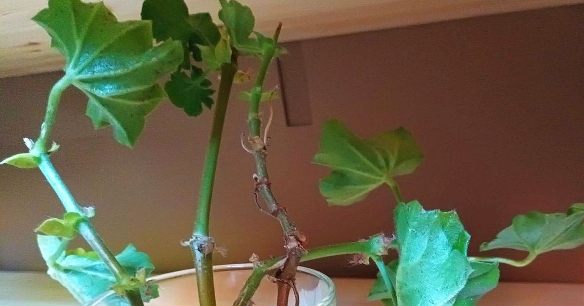 Muškáty nemusíte kupovat každý rok. Z jedné zdravé rostliny získáte řízky, které rychle nasadí květy
