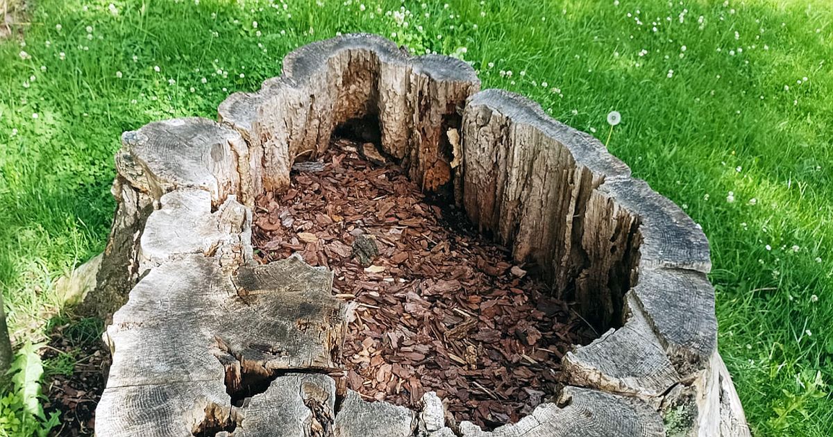 Kilo soli za 15 Kč zlikviduje pařez i s kořeny. Vyvrtáte díry, zasypete a za měsíc ho vykopnete holýma rukama