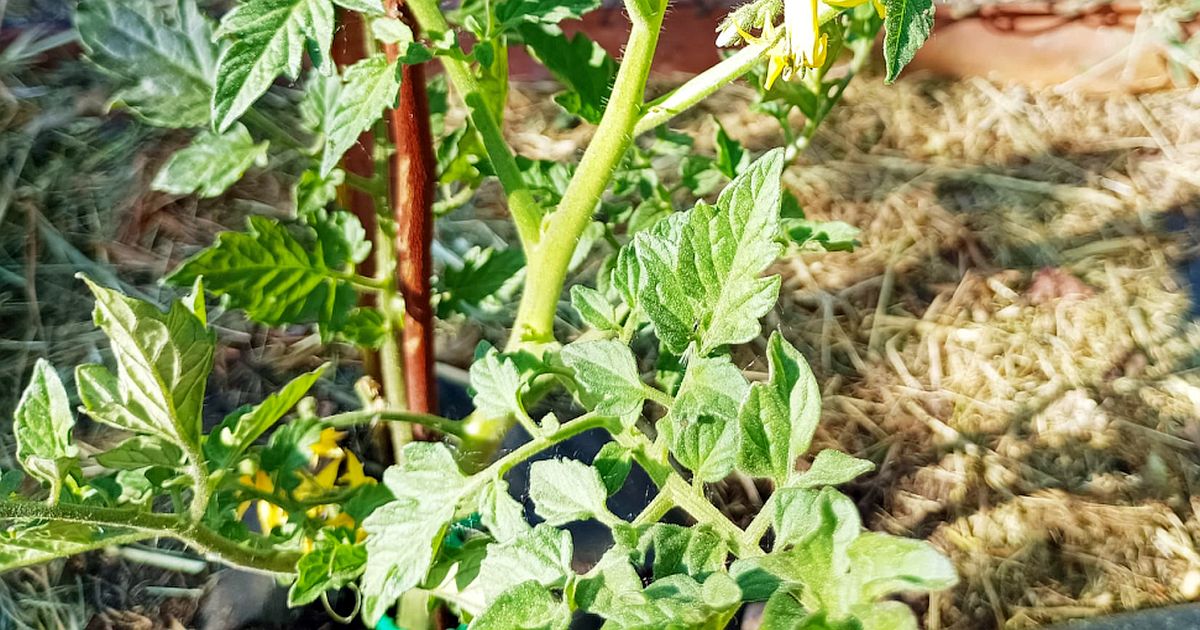 Trávu z chemicky ošetřeného trávníku nedávejte k zelenině. Herbicidy mohou poškodit plodiny