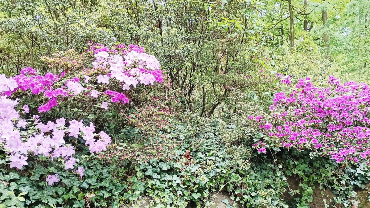 Odkvetlé rododendrony: zahradníci radí nejprve odstranit semeníky, teprve pak tvarovat keř