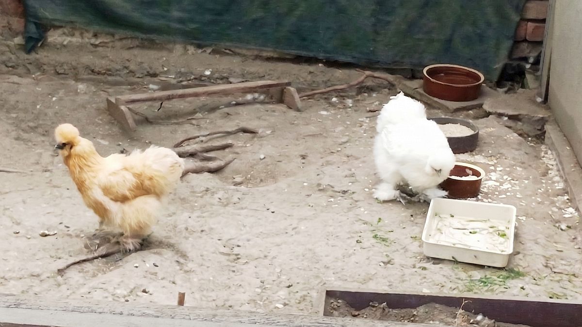 Slepice dýchá zobákem a roztahuje křídla – veterináři varují: při vedru zbývají na záchranu jen 2 hodiny