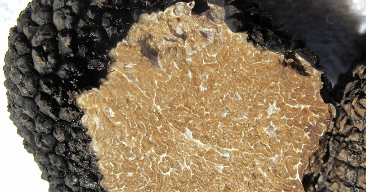 Lanýžům za více než 100 tisíc Kč za kilo se daří i v Česku. Zahrádkáři je sklízejí a většina sousedů netuší, co mají v zemi