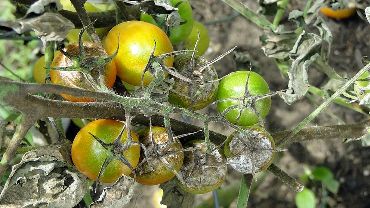 Plíseň bramborová útočí na rajčata. Prevencí je správné větrání skleníku a odstraňování listů