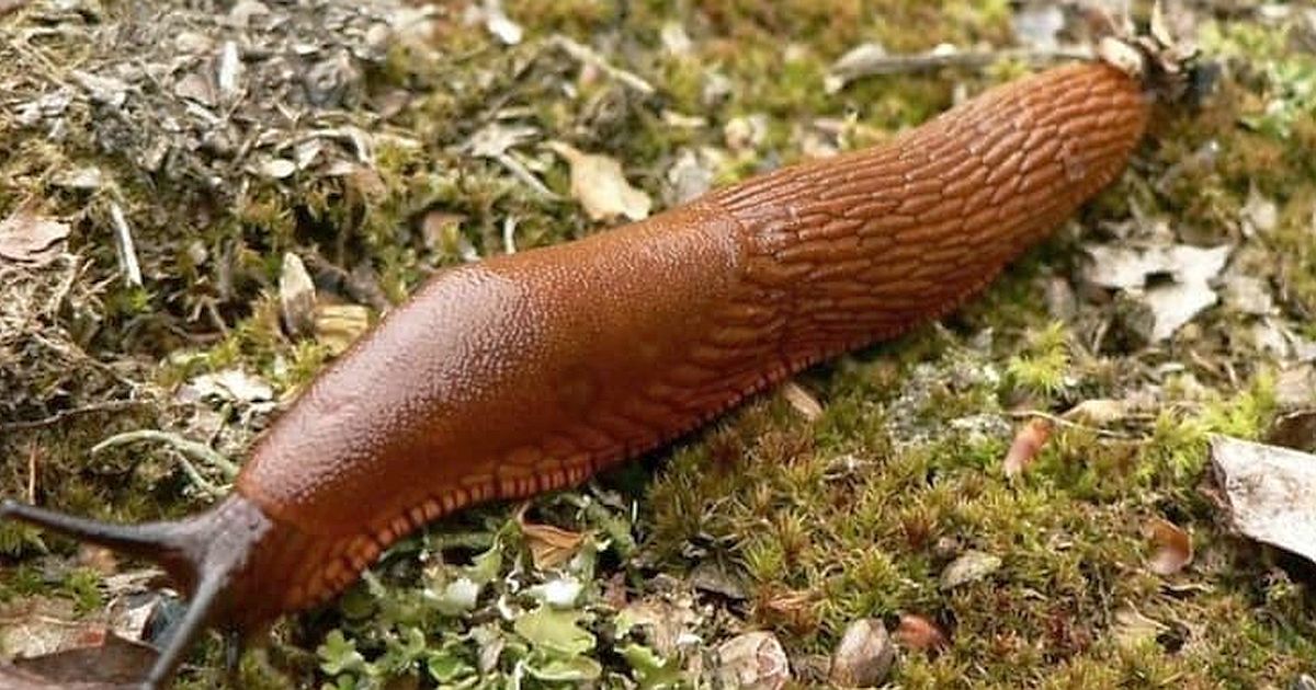 Nasypte hrst jedné suroviny za 12 Kč kolem záhonu a slimáci přes ni nepřelezou. Funguje celou sezónu bez opakování