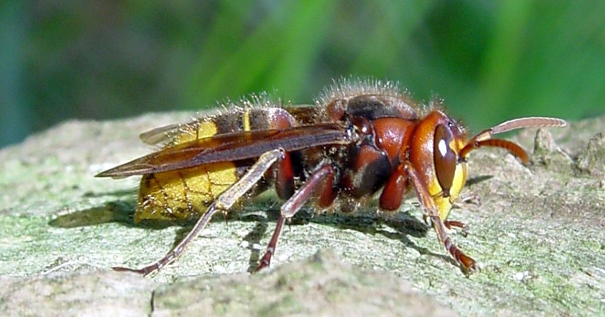 Velká chyba při zakládání záhonů. Oblíbené bylinky jako fenykl a kmín fungují na sršně jako magnet
