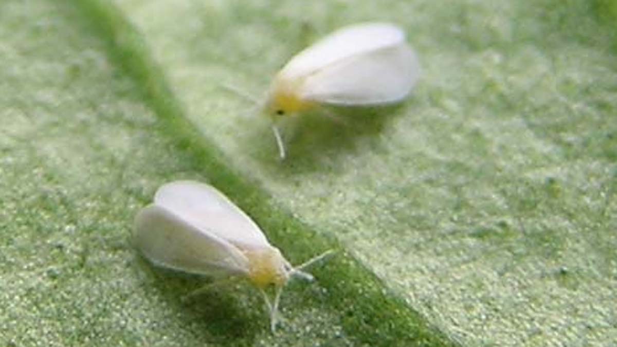 Biologická ochrana proti molicím ve skleníku funguje za tepla a světla. Predátoři ale nesnášejí zbytky postřiků