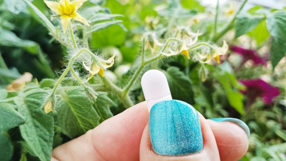 Aspirin z lékárny funguje na zahradě jako pesticid i hnojivo zároveň. Stačí jedna tableta na 5 litrů vody každé dva týdny