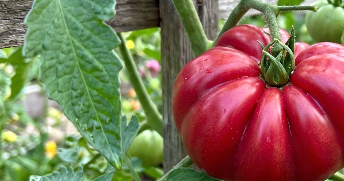 Rajče o váze 1 kg z vlastního záhonu? Steakové odrůdy to zvládnou, ale potřebují jiný režim než klasická rajčata