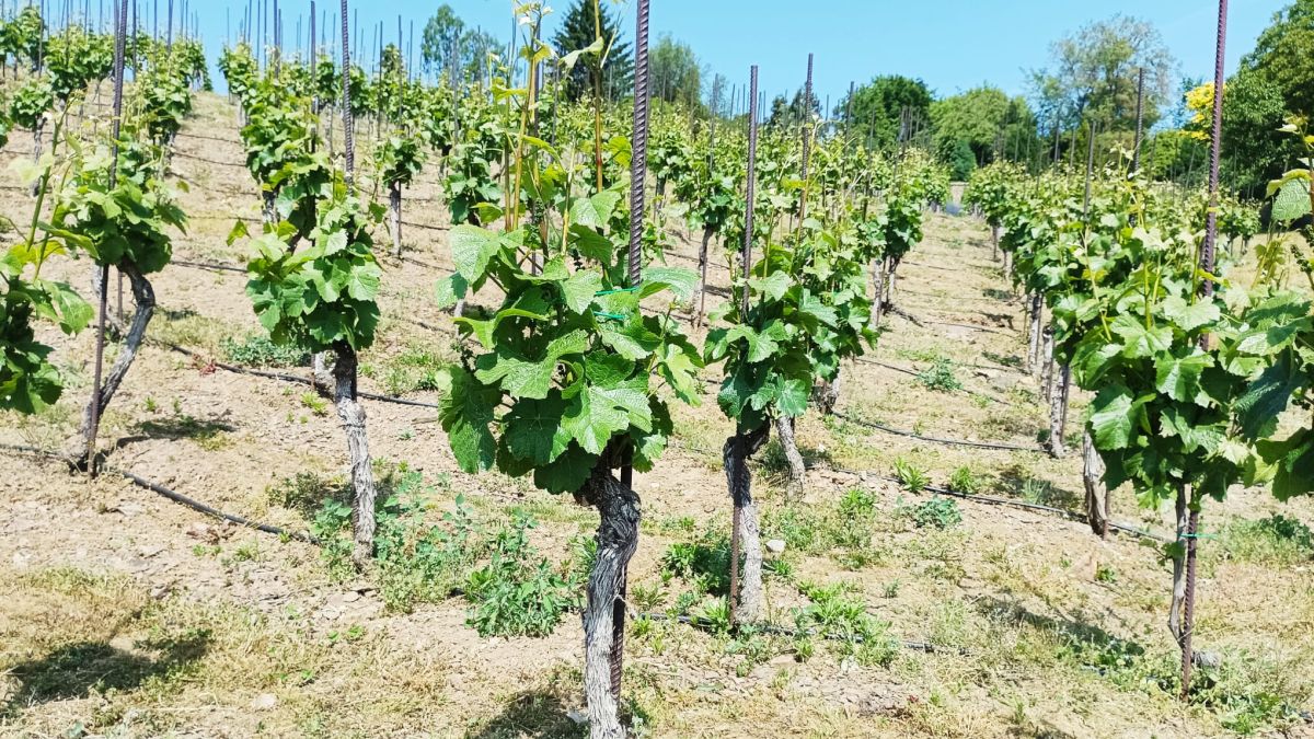 Réva v červenci roste rychleji, než stíháte řezat. Kdo letorosty nezalomí včas, ztratí kvalitu hroznů na celý ročník