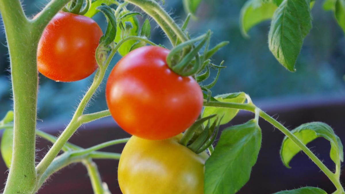 Jedna čajová lžička kyseliny citronové na 4 litry vody a povadlá rajčata se vzpamatují za pár dní. Stojí to 5 Kč