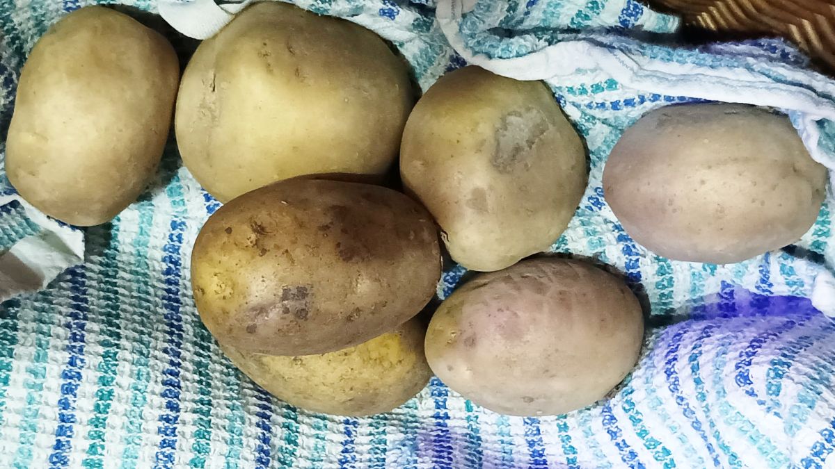 Dva plátky citronu mezi bramborami a úroda vydrží celou zimu bez hniloby