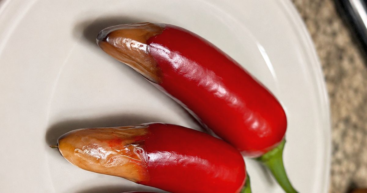 Papriky hnijí zespodu a za to nemůže žádná plíseň. Stačí jeden postřik na vápník na list a plody se vzpamatují do týdne
